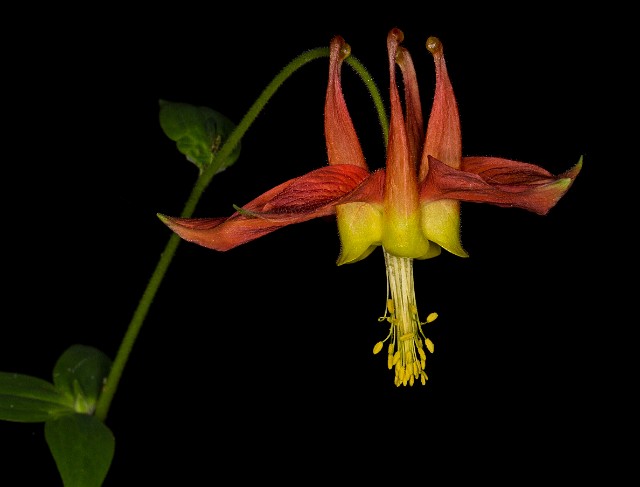 Aquilegia formosa - Columbine 15-9639.jpg